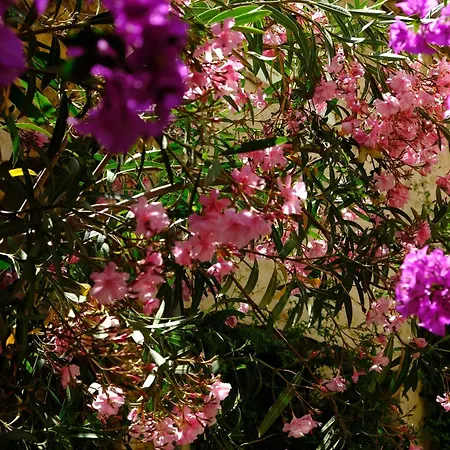 Tdr - Fabulous - 5 Stars Terrace - 4pax Old Town Antibes